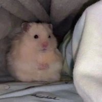 🐹