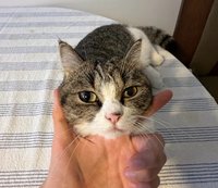 Lydia