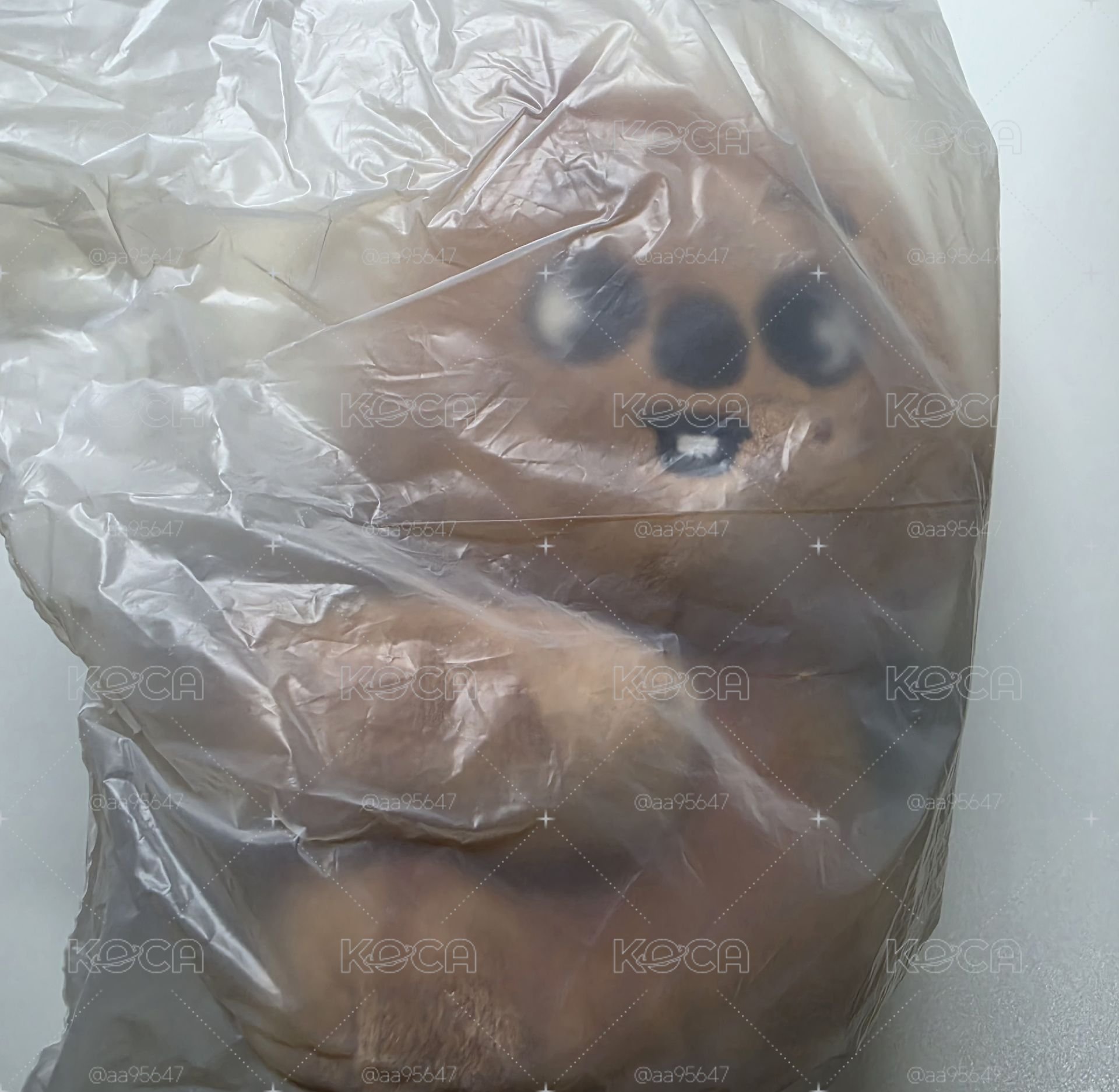 快閃店 闊卡