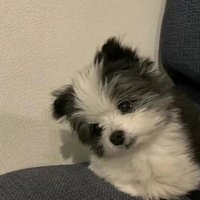 出卡回血版