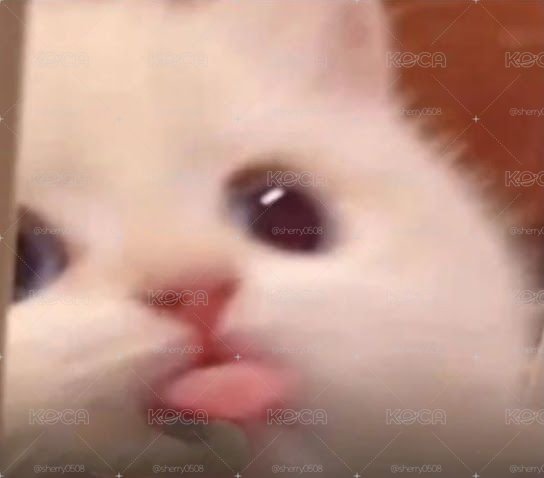 專拍