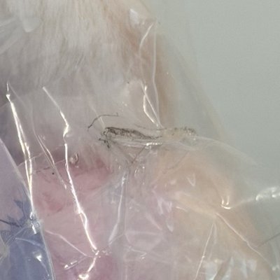 混色咚星