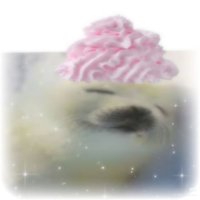 kzz