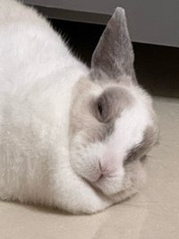 Pookiee