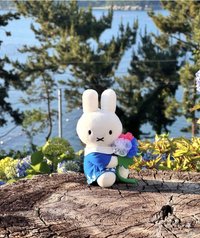 巨濟島限定 巨濟島限定繡球花米菲