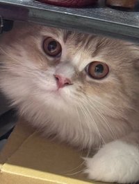 瓜瓜豬