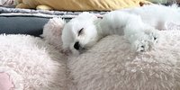 하윤이