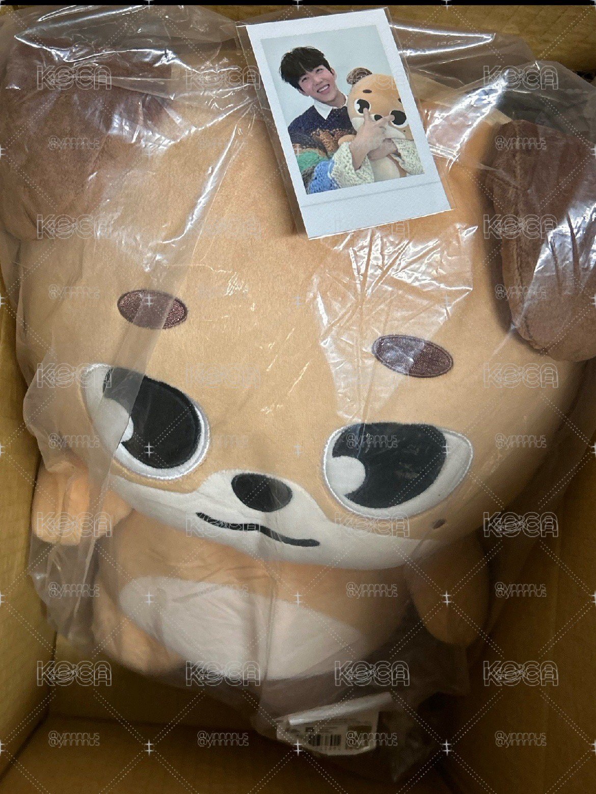 現貨巨娃