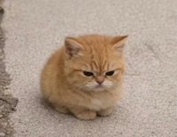 nyang