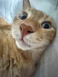 招財貓