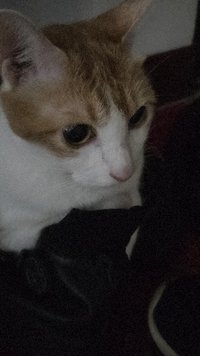 鯉魚