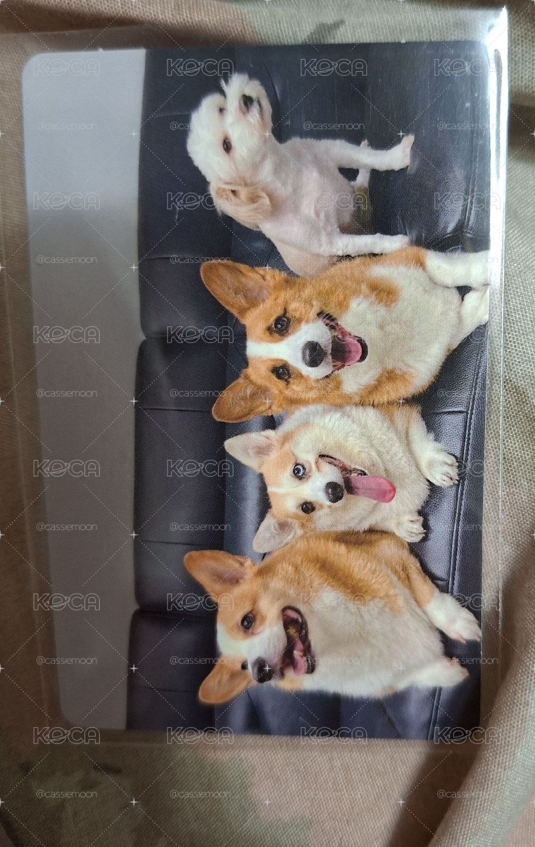 TWO RABBITS SPECIAL  專輯卡 