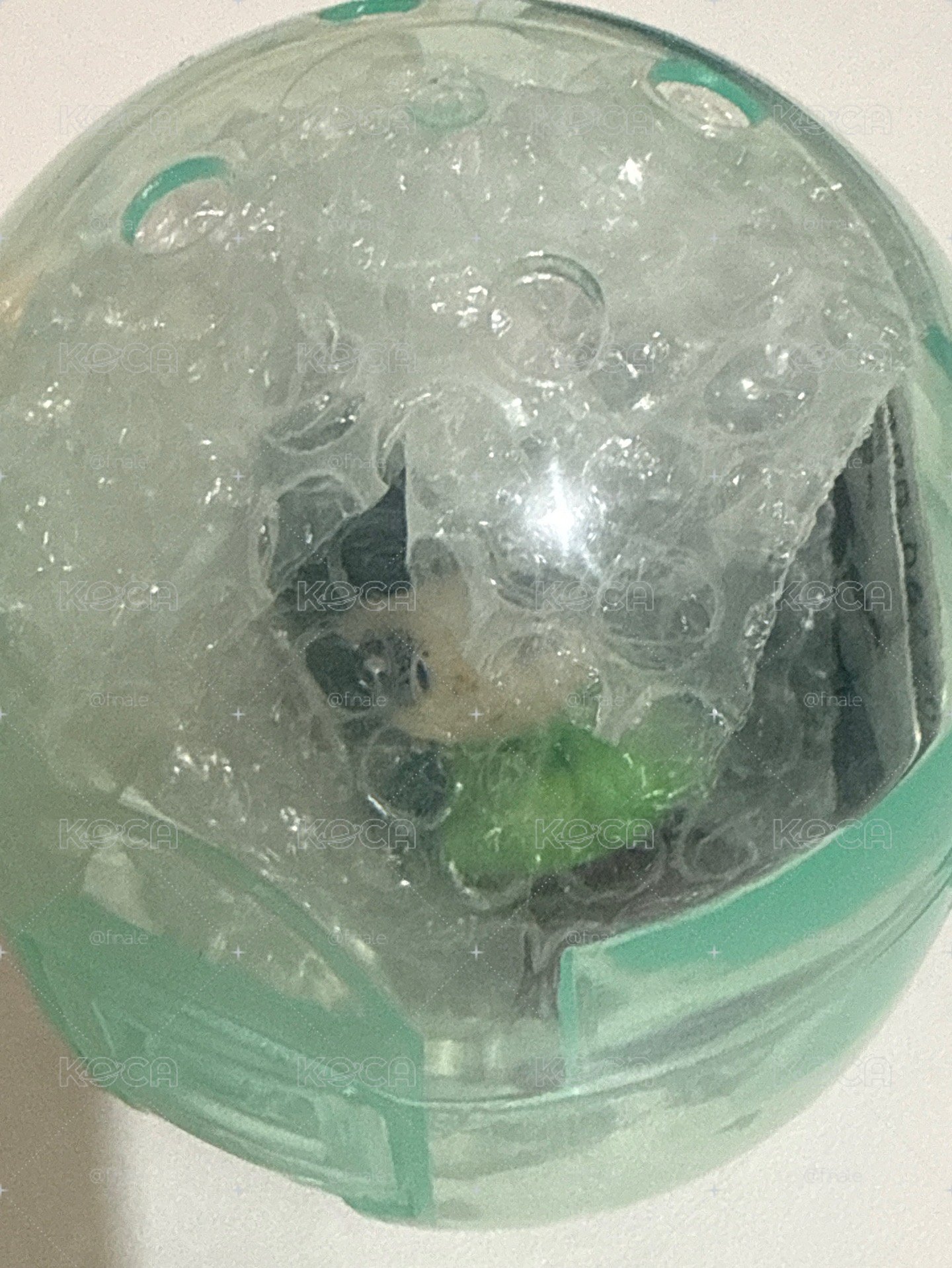 貓貓