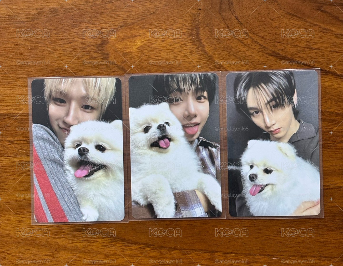 🦦🐶🐈‍⬛wvs小狗特典單卡