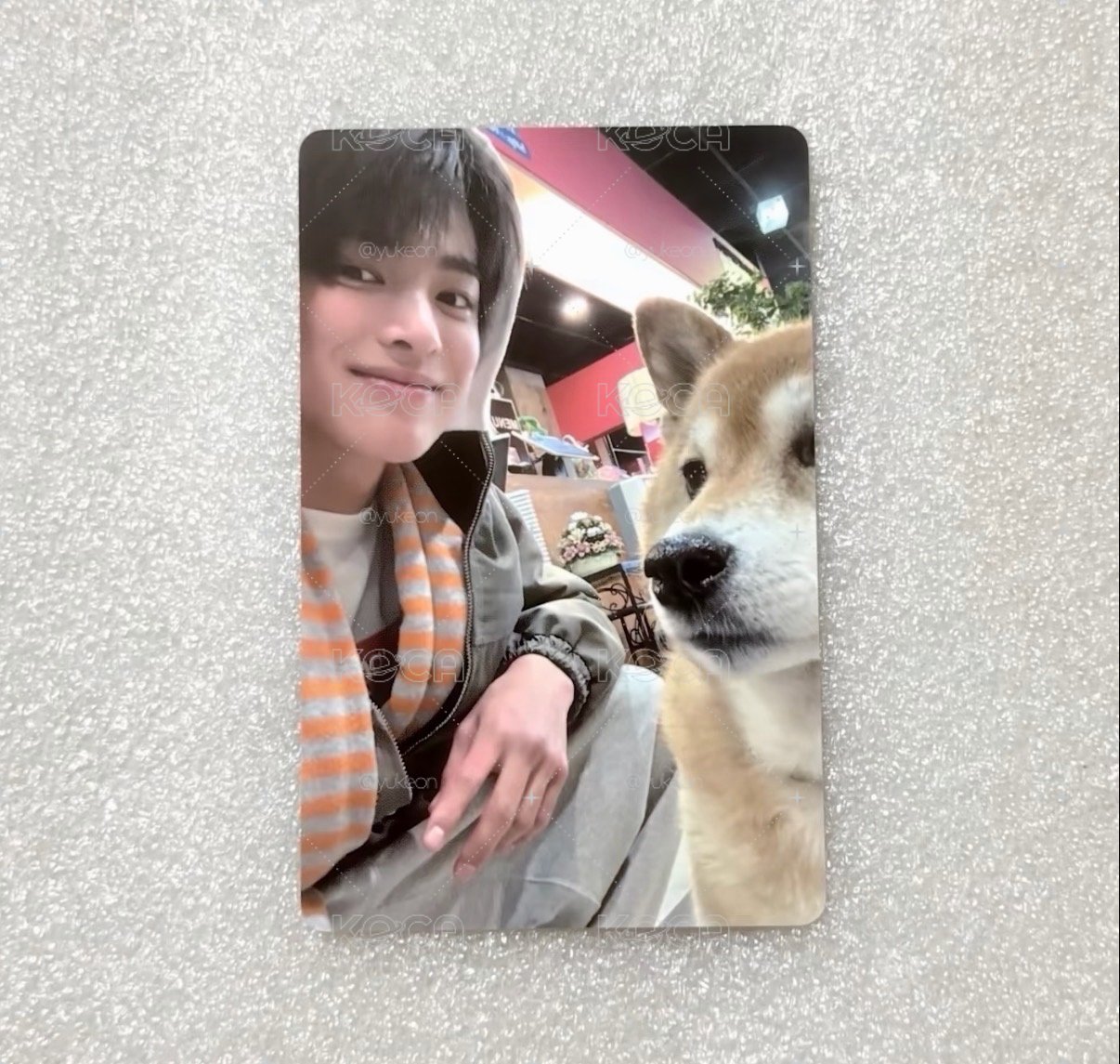 小狗安