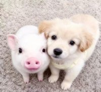 🐷🐶