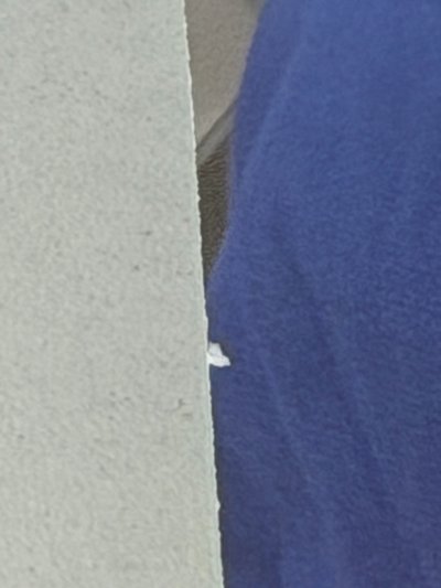 - 鎬萌的藍衣安*2