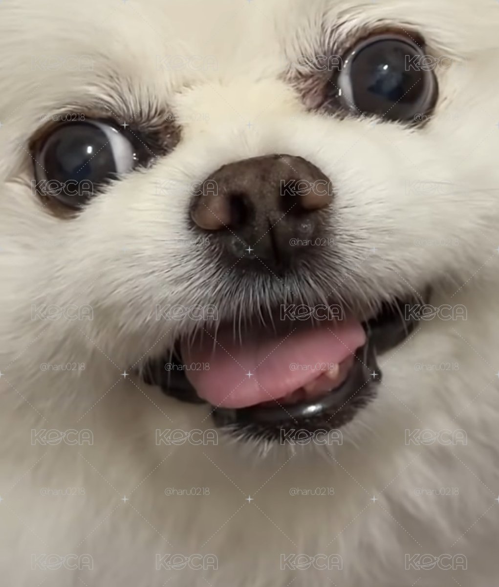 角小盤