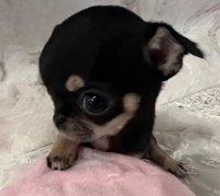 yun