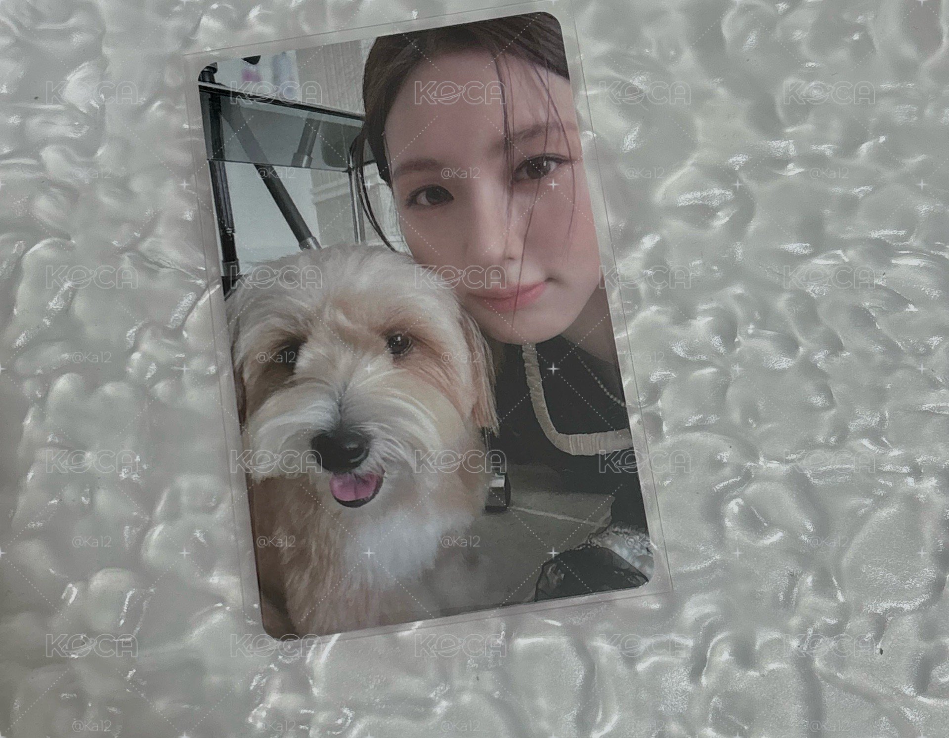 雜誌狗狗