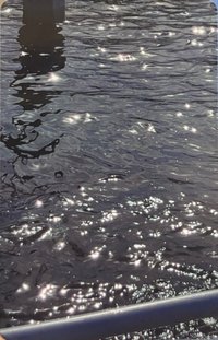 正規一 電子專 專輯卡 Blue固配生活