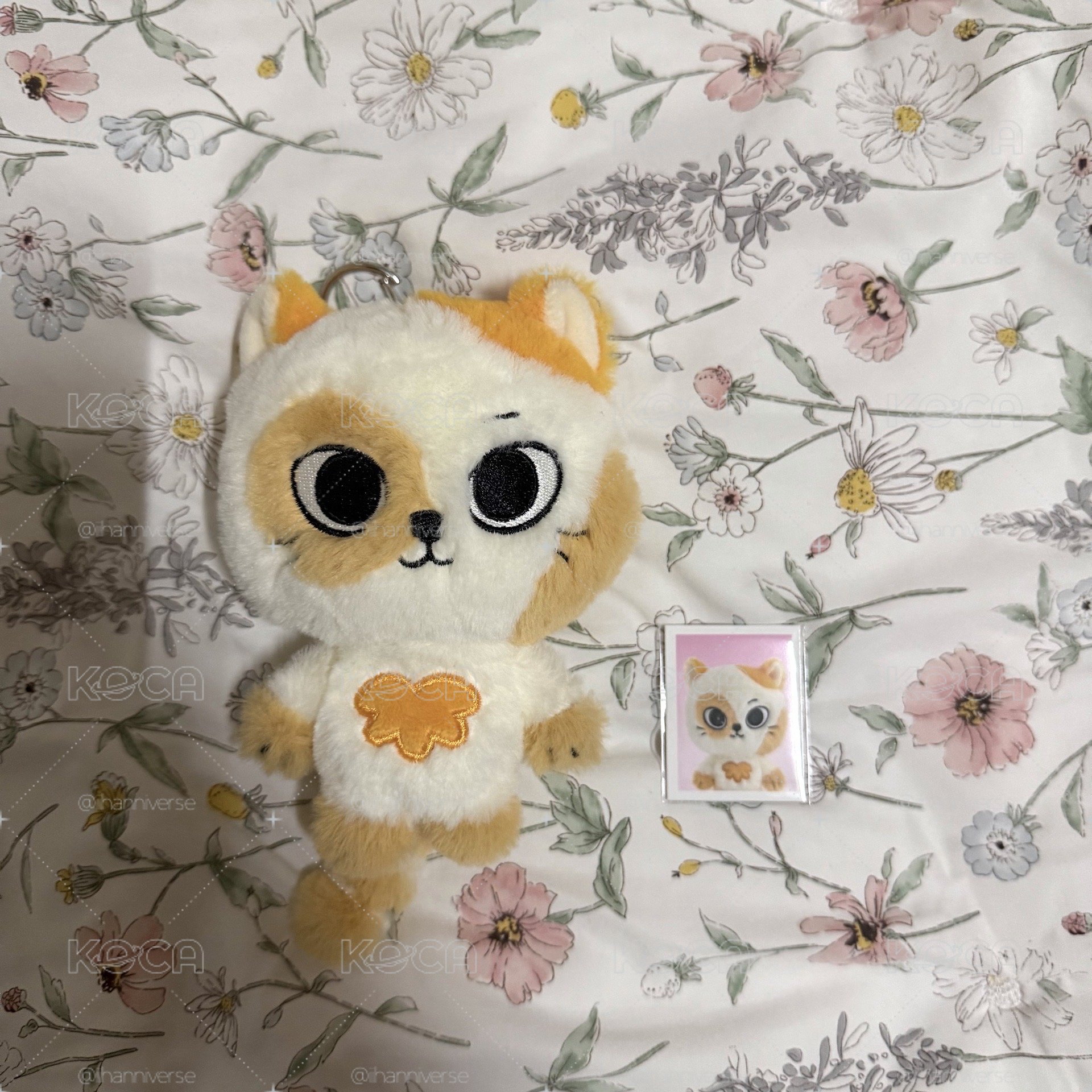 二代貓比