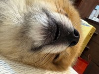 茹