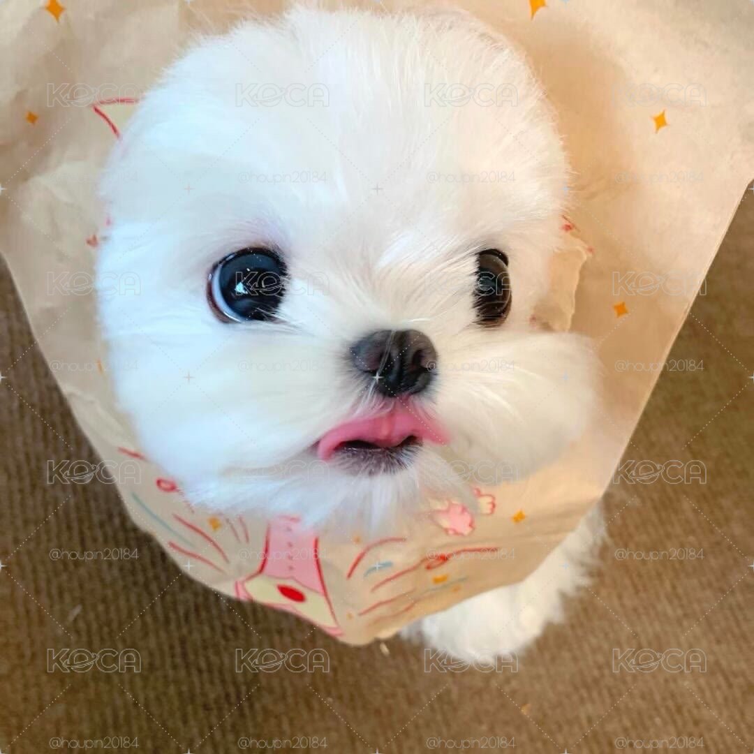 純芙福袋
