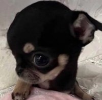  𝐍𝐢𝐢ა 
