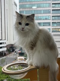 mniiiwen