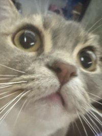 syw.