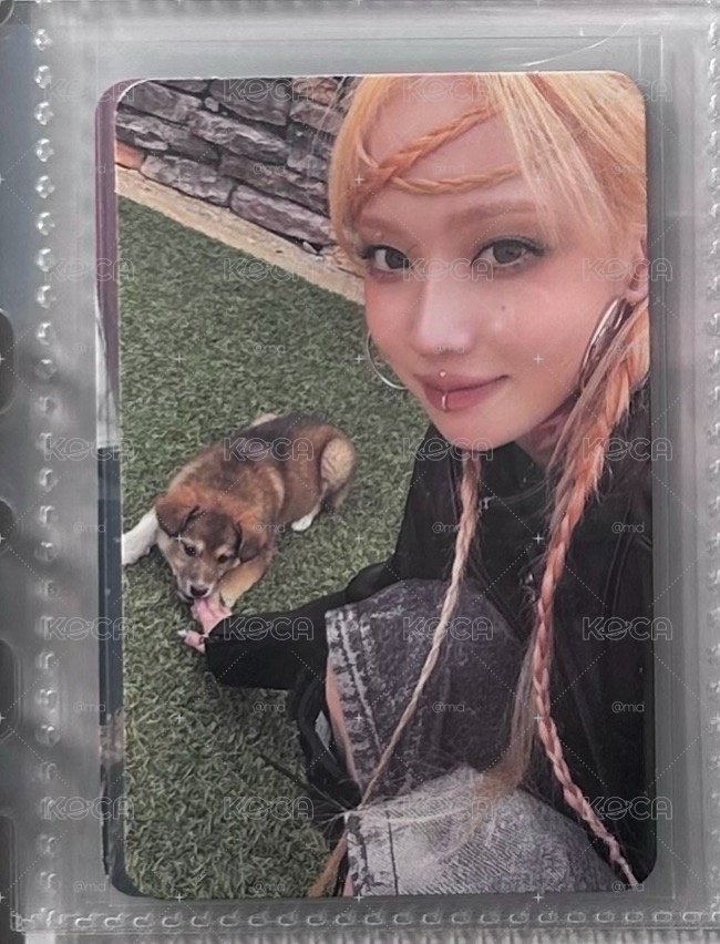 正規一專卡 小狗冬