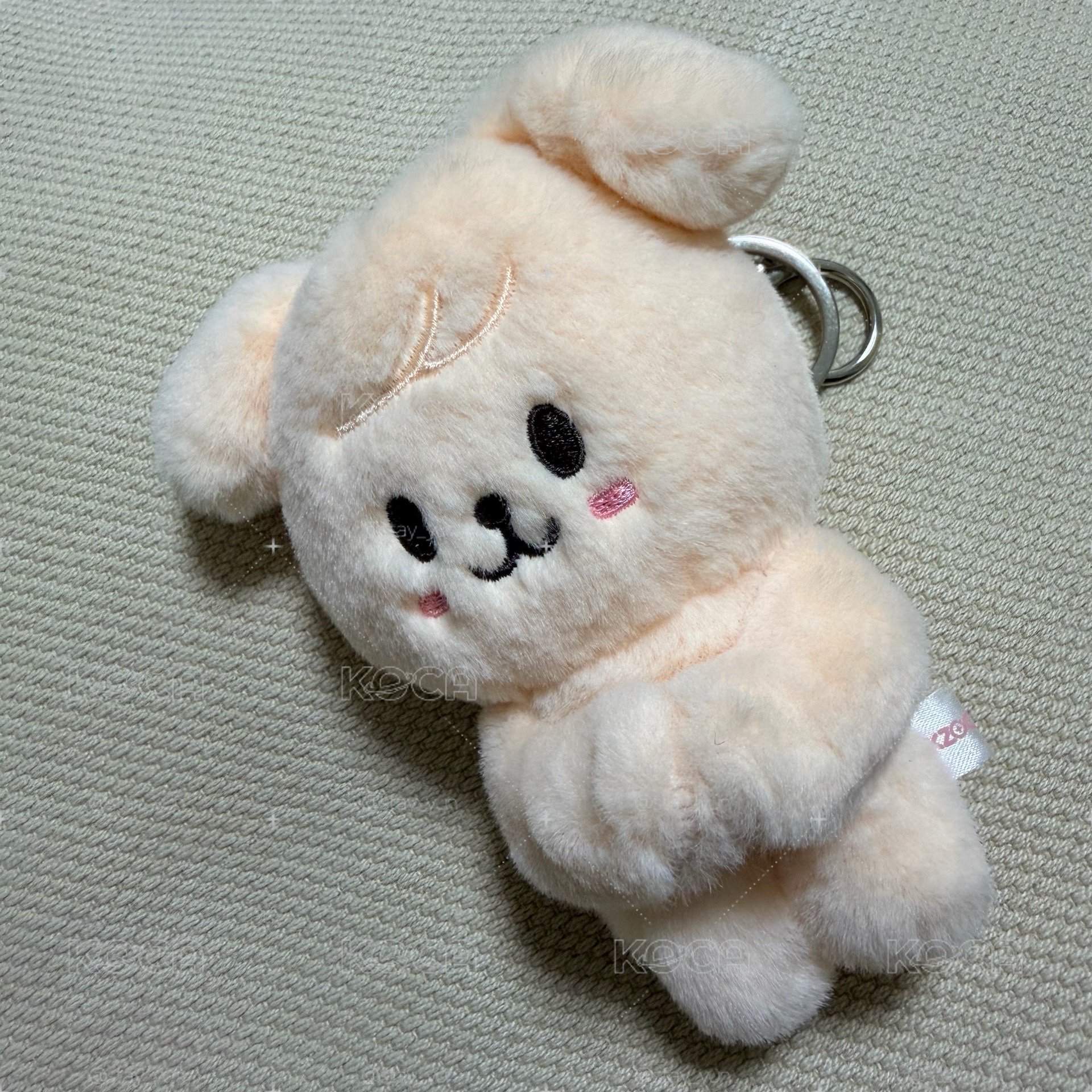 來棄養一隻小帕
