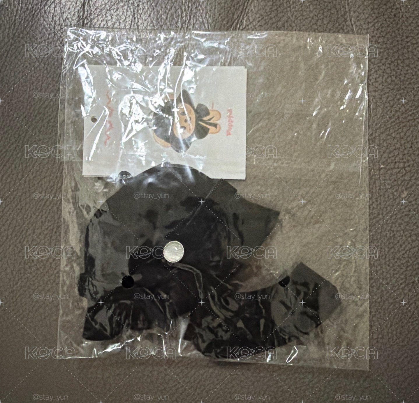 來棄養一隻小帕