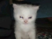 世上只有小貓好（讀完主頁再下單●˙꒳ ˙●）