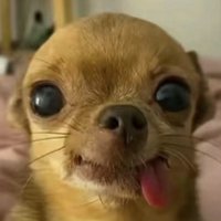 掰顆兔牙 