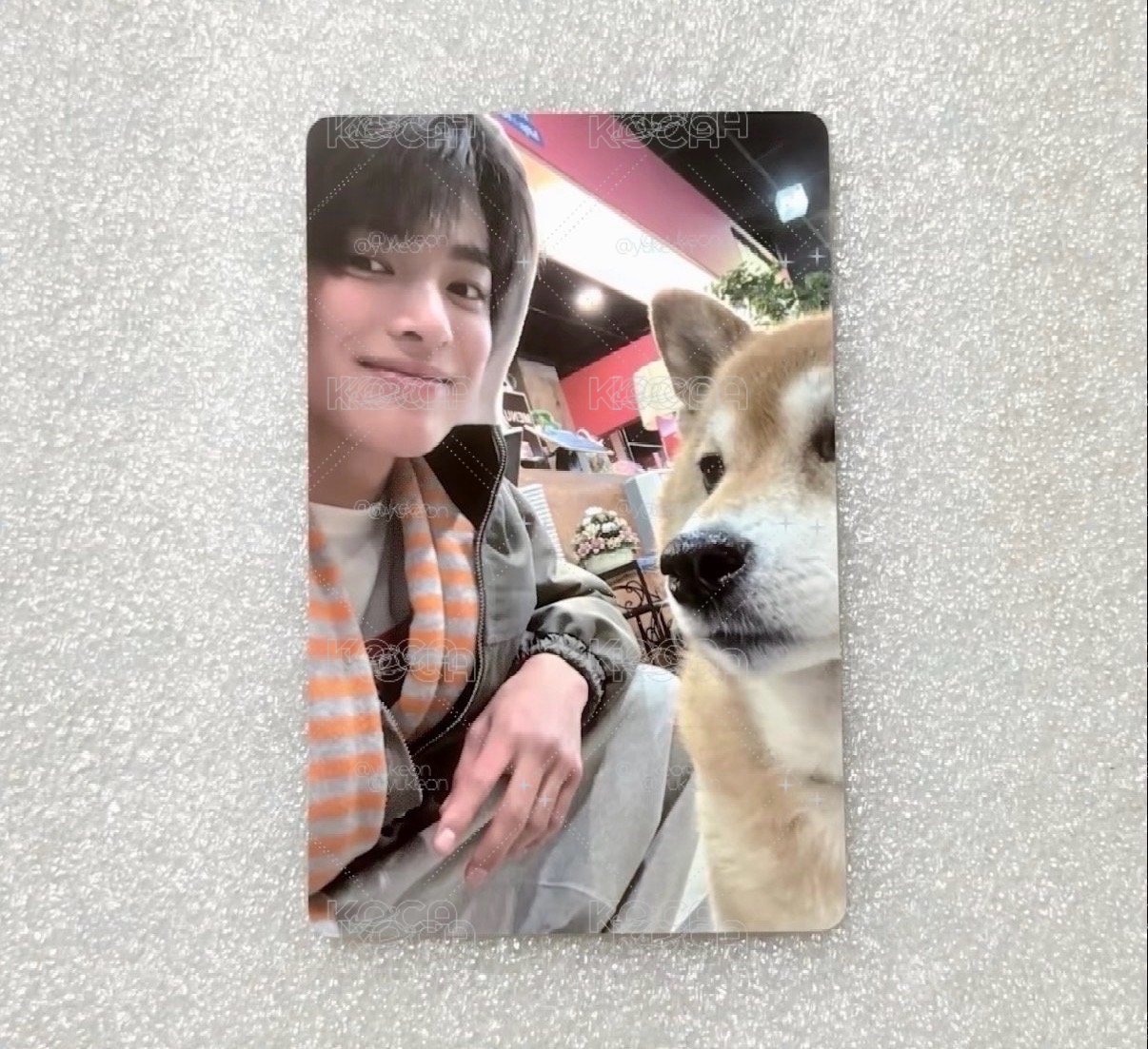 小狗安