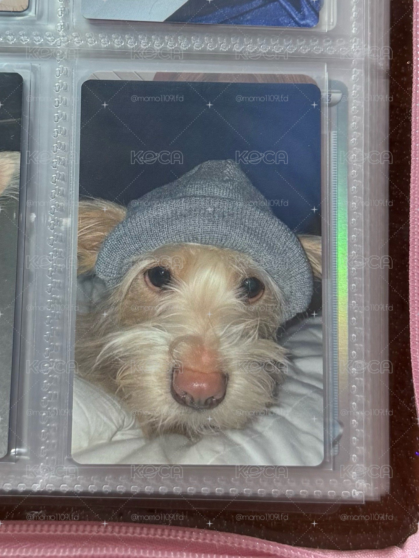 🍑狗狗卡