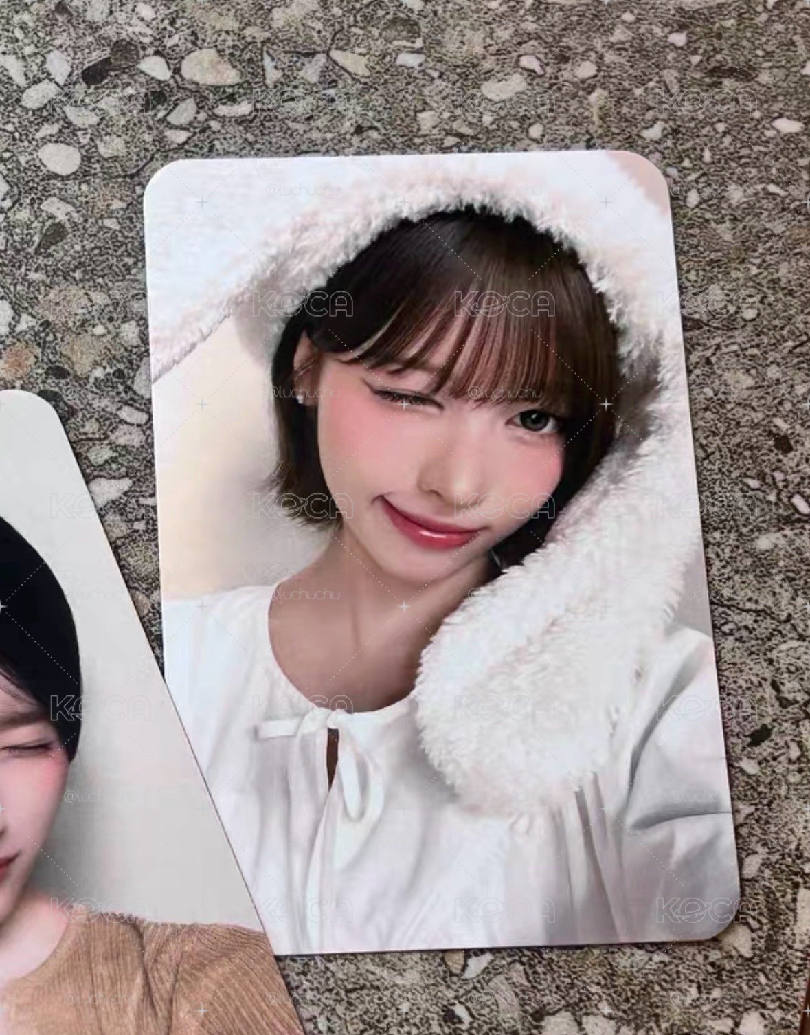 hollys 代言卡