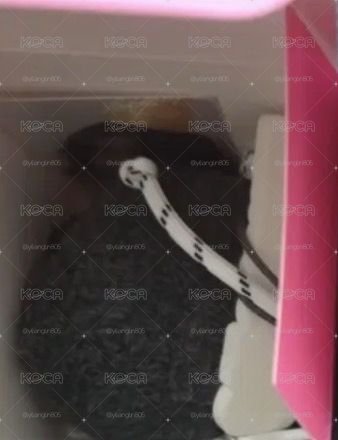 丹石頭 含卡