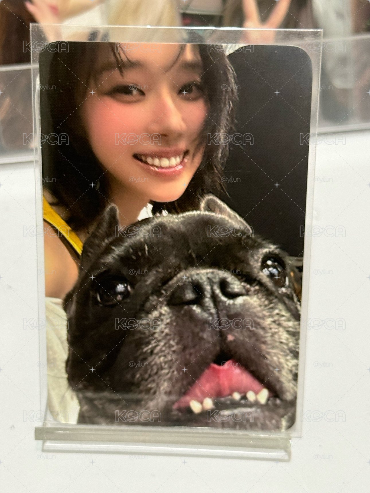 狗狗冬