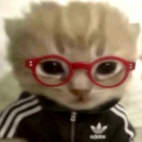 世上只有小貓好（看完主頁再下單●˙꒳ ˙●）
