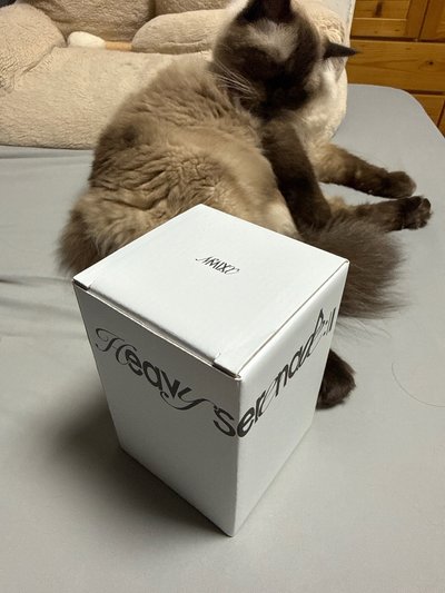 小夜曲 ms 快閃 杯子 高腳杯