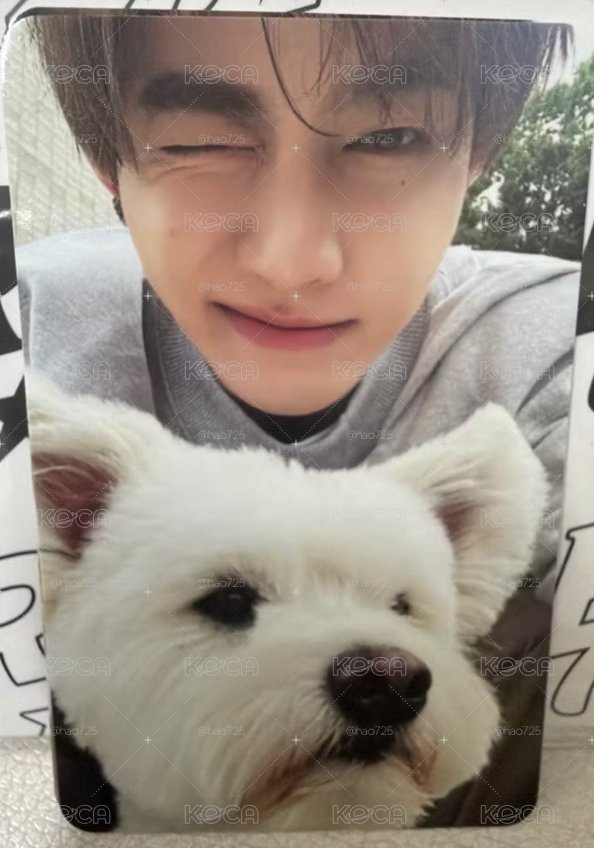 ZB1  團封 狗狗