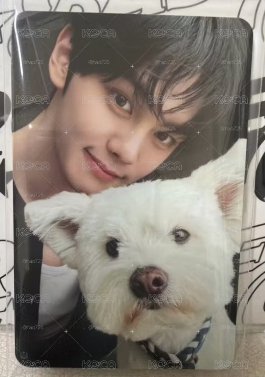 ZB1  團封 狗狗