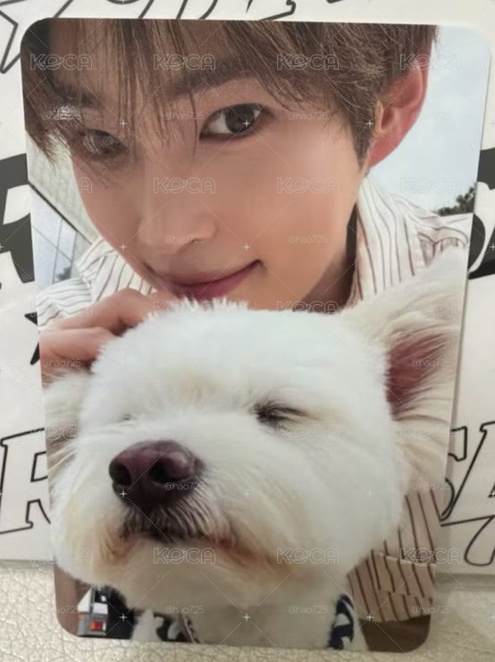 ZB1  團封 狗狗