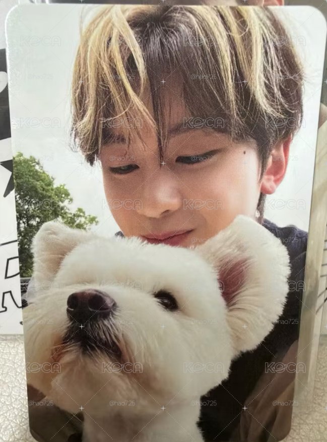 ZB1  團封 狗狗
