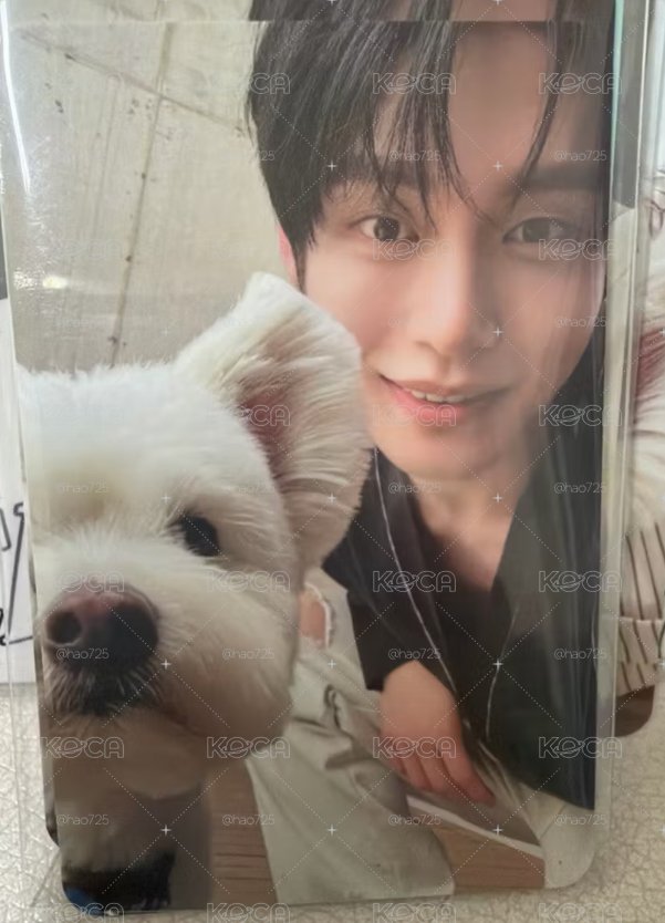 ZB1  團封 狗狗