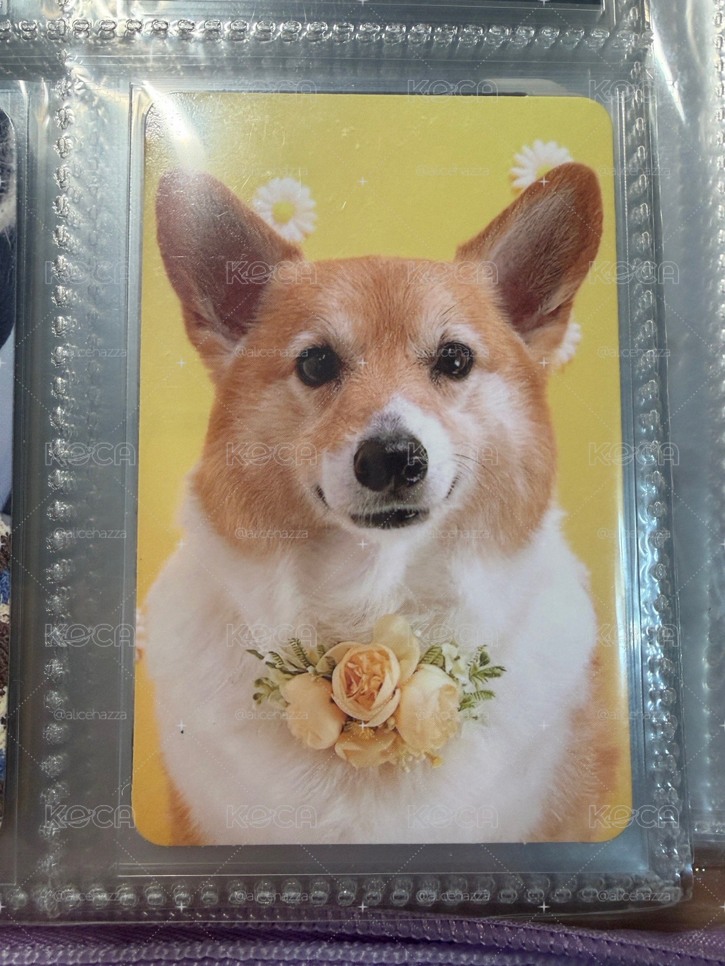 EXO伯賢小卡