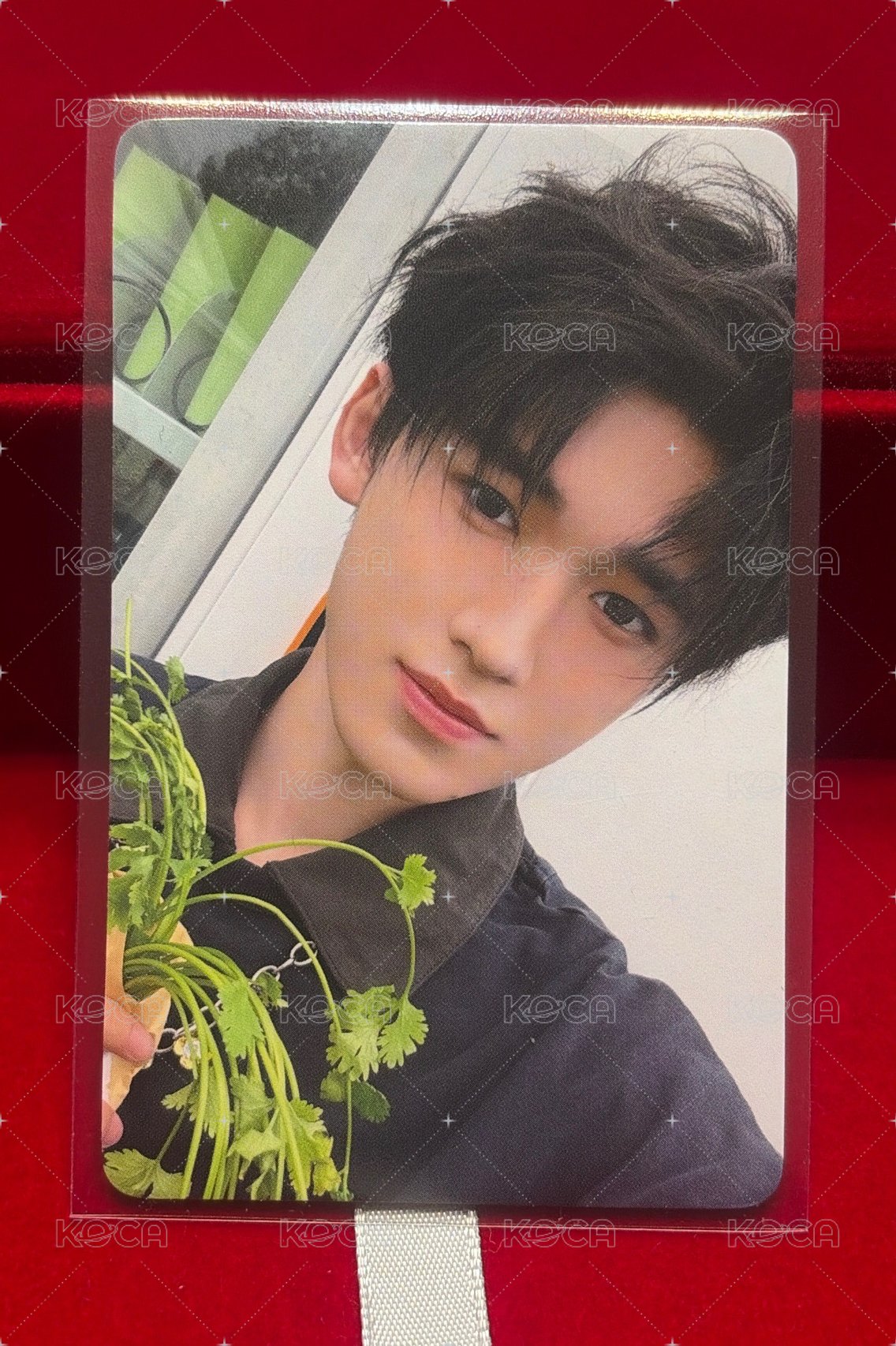 香菜普